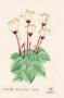 西海36